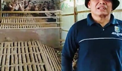 Peternakan bebek BUMDes Bulak Sakti Desa Air Hangat Kabupaten Kerinci.