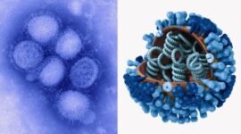 Ilustrasi Influenza A yang menjadi sorotan setelah Kemenkes RI mengungkap H1N1Pdm09 paling banyak ditemukan.