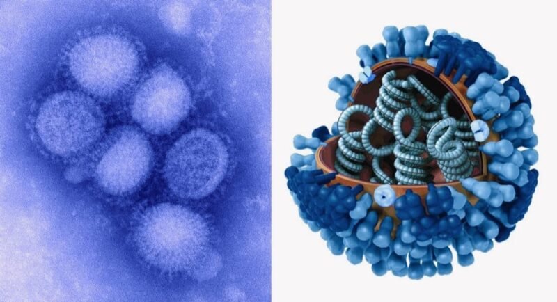 Ilustrasi Influenza A yang menjadi sorotan setelah Kemenkes RI mengungkap H1N1Pdm09 paling banyak ditemukan.