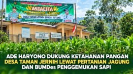 Kepala Desa Taman Jernih Sungai Tutung, Ade Haryono, mendorong penguatan ketahanan pangan melalui pertanian jagung dan pengembangan BUMDes penggemukan sapi untuk mendukung kemandirian ekonomi desa.