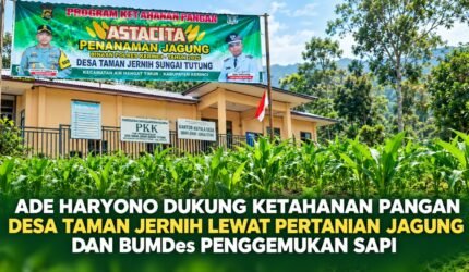Ade Haryono mendukung program ketahanan pangan melalui pertanian jagung dan BUMDes penggemukan sapi di Desa Taman Jernih Sungai Tutung, Kabupaten Kerinci.